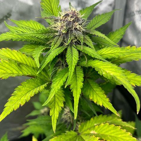 Gorilla Melon growlog photo: Just checking on the plants. Look good. 