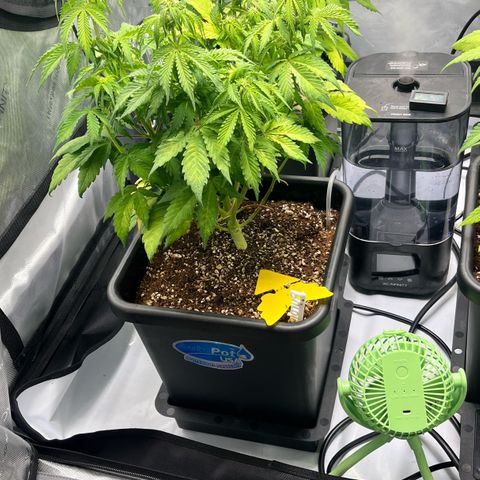 Gorilla Melon growlog photo: Just checking on the plants. Look good. 