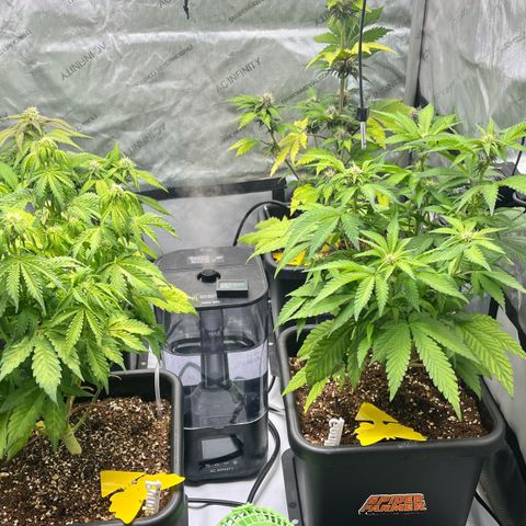 Gorilla Melon growlog photo: Just checking on the plants. Look good. 