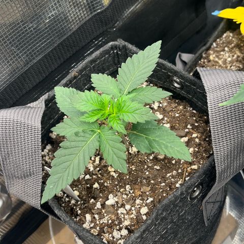 Gorilla Melon growlog photo: Just checking on the plants. Look good. 
