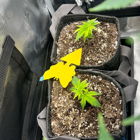 Gorilla Melon growlog photo: Just checking on the plants. Look good. 