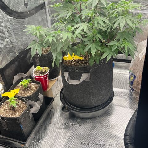 Gorilla Melon growlog timeline photo