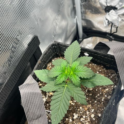 Gorilla Melon growlog timeline photo