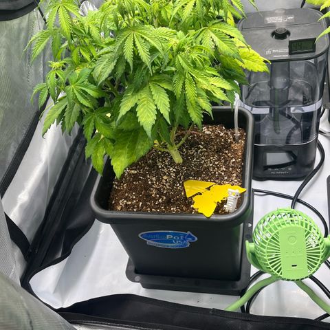 Gorilla Melon growlog timeline photo
