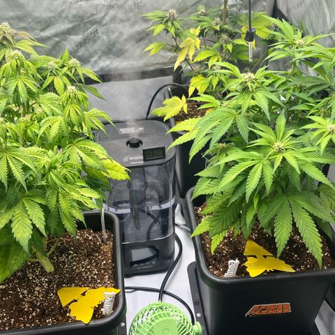 Gorilla Melon growlog timeline photo