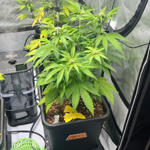 Gorilla Melon growlog timeline photo