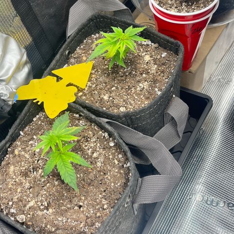 Gorilla Melon growlog timeline photo
