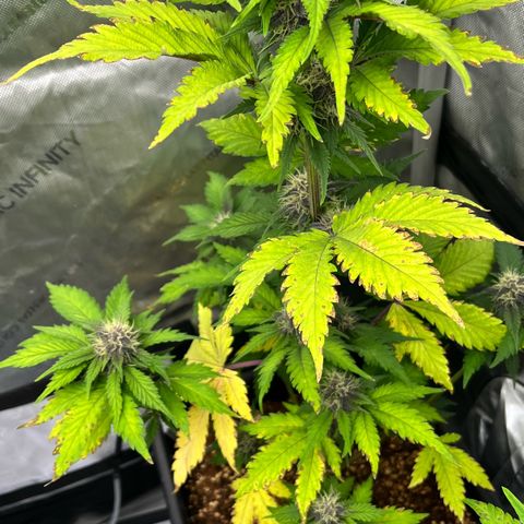 Gorilla Melon growlog timeline photo