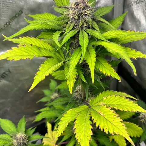 Gorilla Melon growlog timeline photo