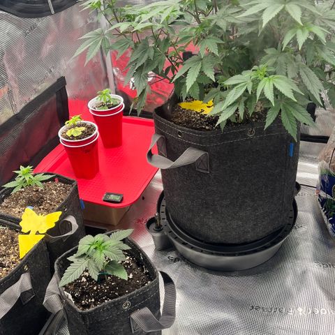 Gorilla Melon growlog timeline photo