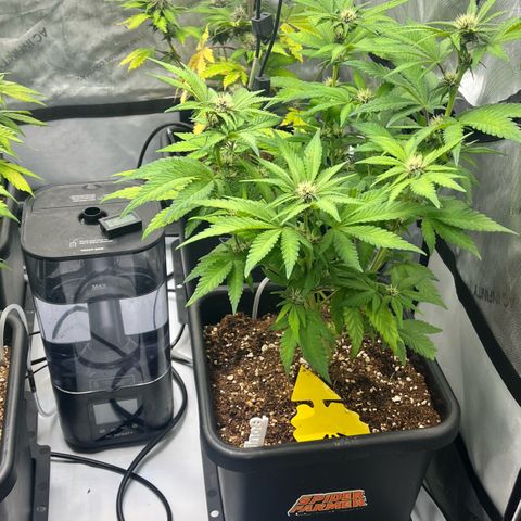 Gorilla Melon growlog timeline photo
