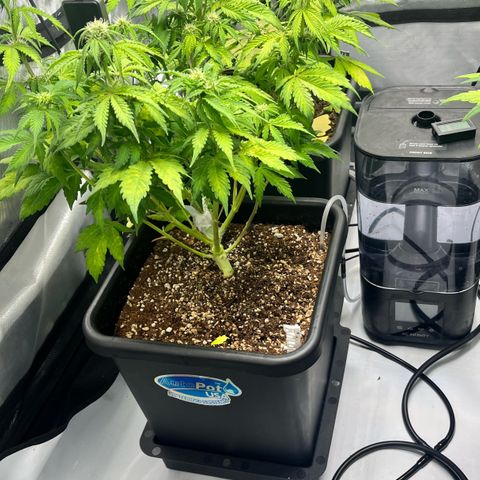 Gorilla Melon growlog timeline photo