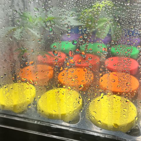 Gorilla Melon growlog timeline photo