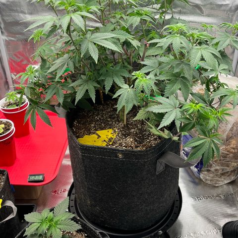 Gorilla Melon growlog photo: Day 46 from seed