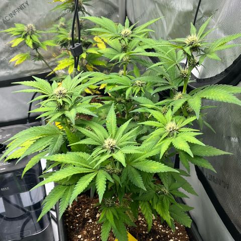 Gorilla Melon growlog photo: Day 46 from seed