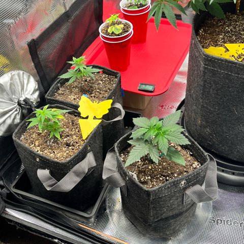 Gorilla Melon growlog photo: Day 46 from seed