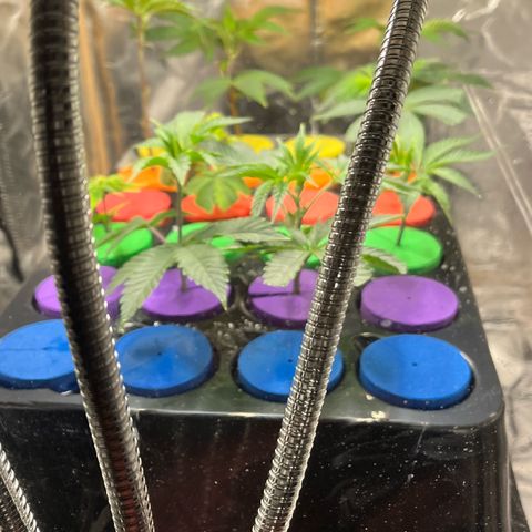 Gorilla Melon growlog photo: Day 46 from seed