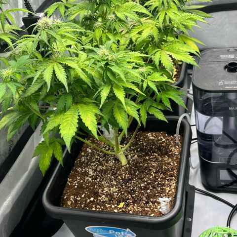 Gorilla Melon growlog photo: Day 46 from seed