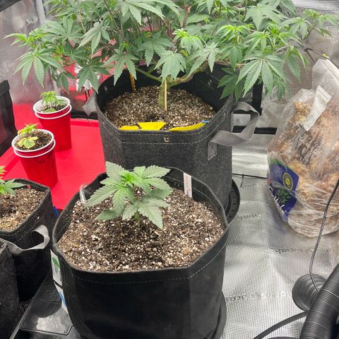 Gorilla Melon growlog timeline photo