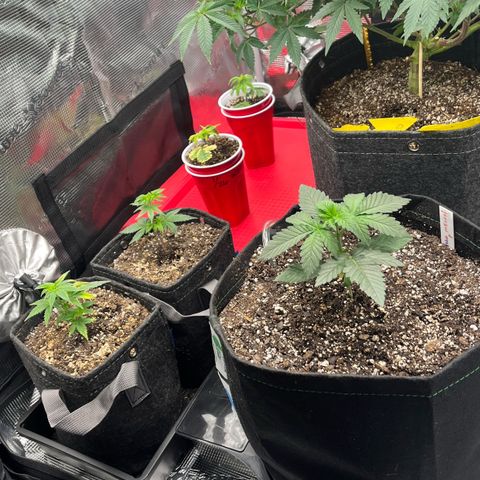 Gorilla Melon growlog timeline photo