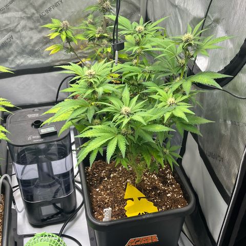 Gorilla Melon growlog timeline photo