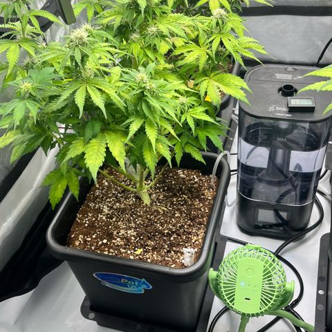Gorilla Melon growlog timeline photo