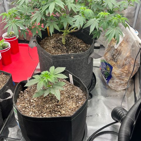 Gorilla Melon growlog timeline photo