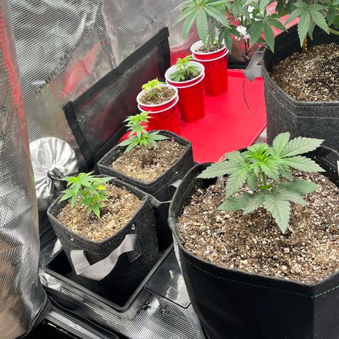 Gorilla Melon growlog timeline photo