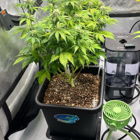 Gorilla Melon growlog timeline photo