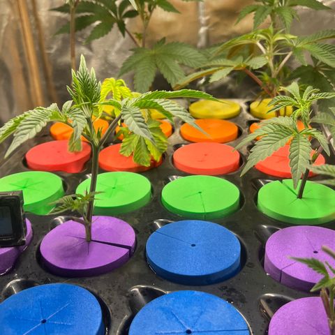 Gorilla Melon growlog timeline photo