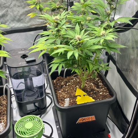 Gorilla Melon growlog timeline photo
