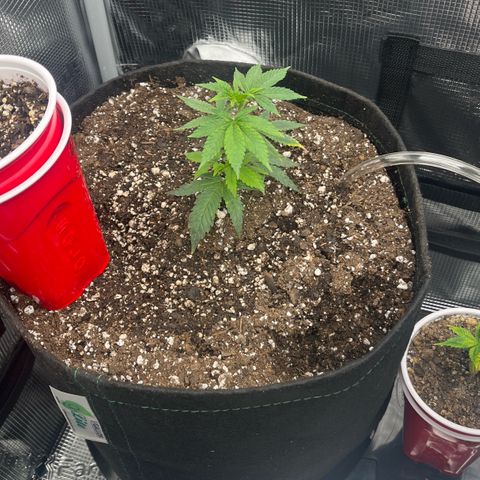 Gorilla Melon growlog photo: Transplanted 2 wedding cake clones to the 5 gal autopot.