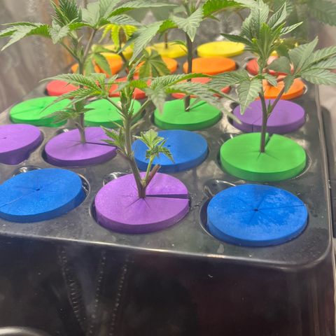 Gorilla Melon growlog photo: Transplanted 2 wedding cake clones to the 5 gal autopot.