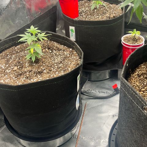 Gorilla Melon growlog photo: Transplanted 2 wedding cake clones to the 5 gal autopot.