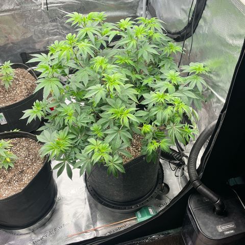 Gorilla Melon growlog timeline photo