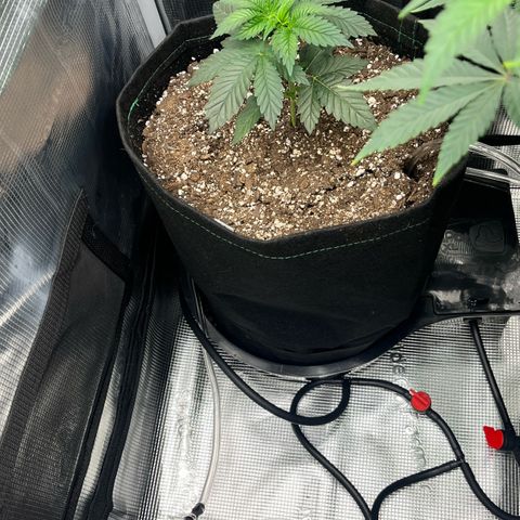 Gorilla Melon growlog timeline photo