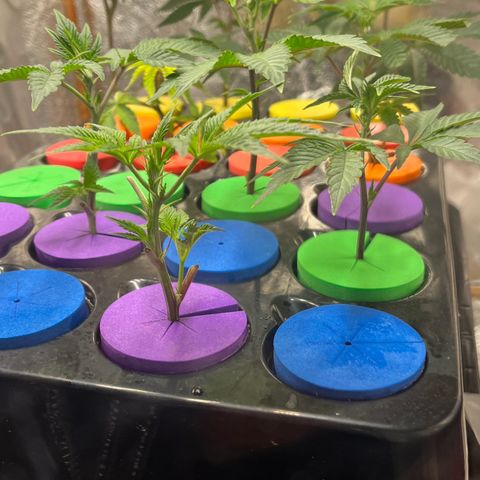 Gorilla Melon growlog timeline photo
