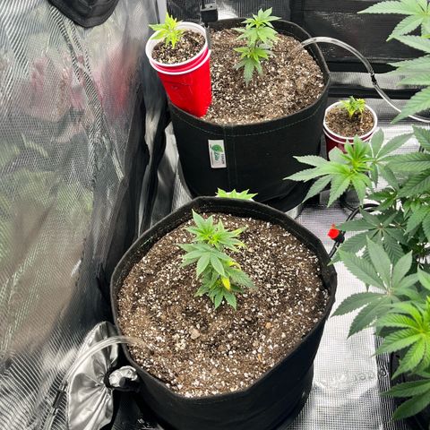 Gorilla Melon growlog timeline photo