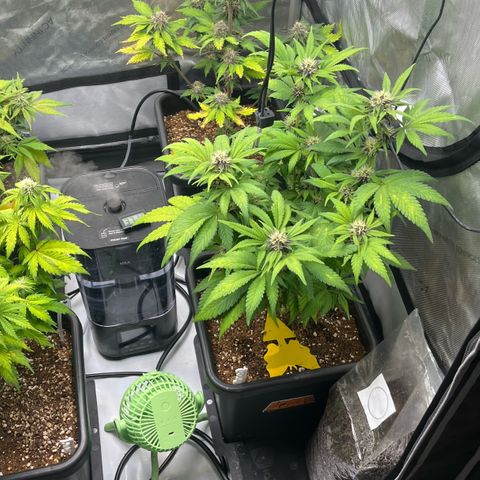 Gorilla Melon growlog timeline photo