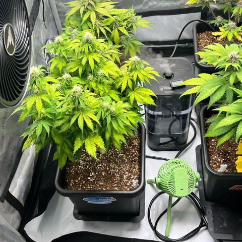 Gorilla Melon growlog timeline photo