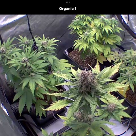 Gorilla Melon growlog photo: Blink cam view