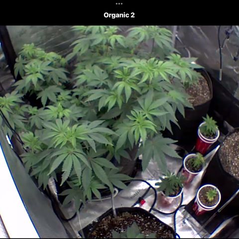 Gorilla Melon growlog photo: Blink cam view