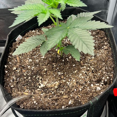 Gorilla Melon growlog timeline photo