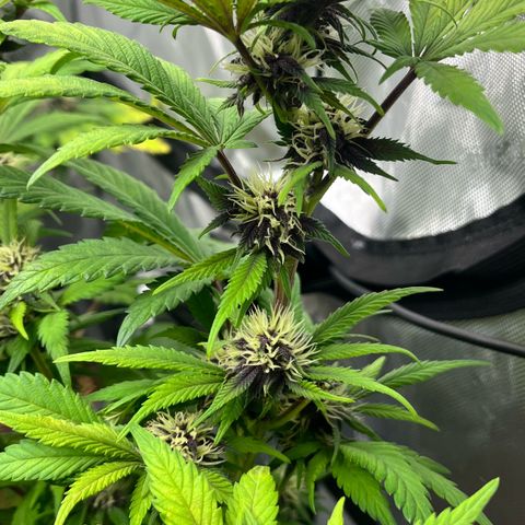 Gorilla Melon growlog timeline photo
