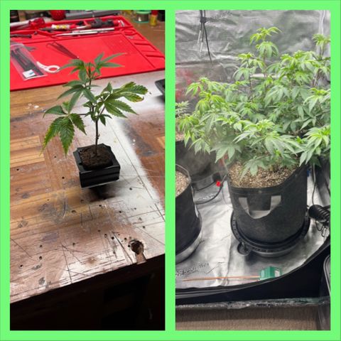 Gorilla Melon growlog timeline photo