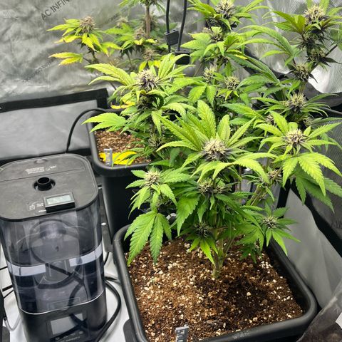 Gorilla Melon growlog timeline photo
