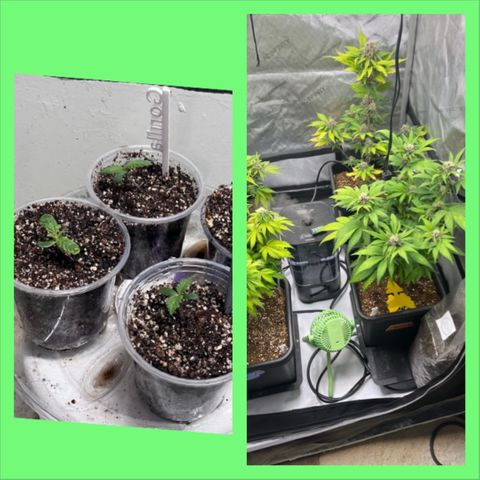 Gorilla Melon growlog timeline photo
