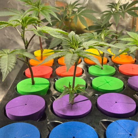 Gorilla Melon growlog timeline photo