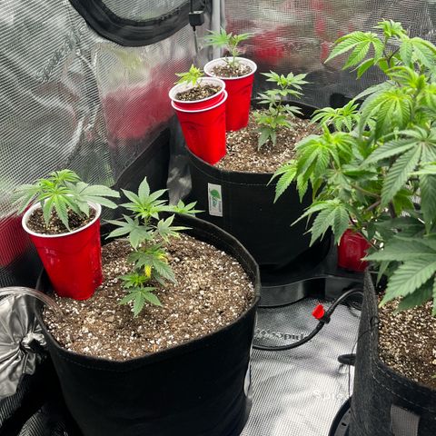 Gorilla Melon growlog timeline photo