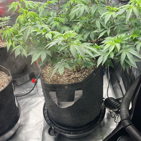 Gorilla Melon growlog timeline photo